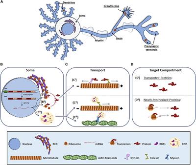 Local Translation in Nervous System Pathologies